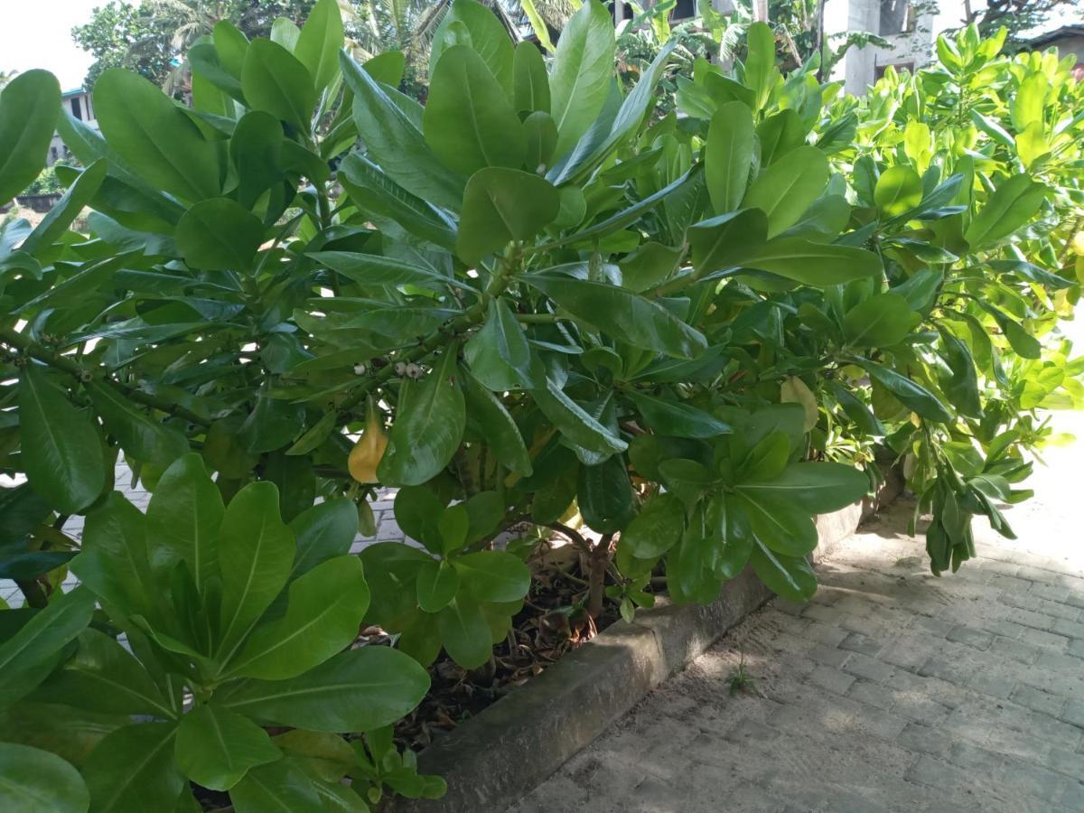 Tharul Home Bentota Exterior foto